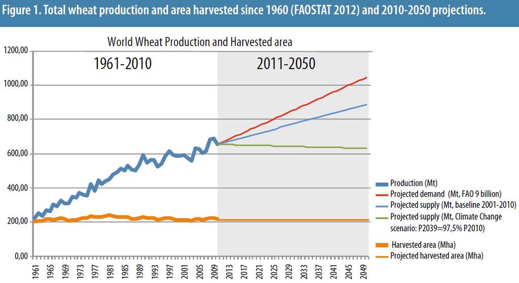 2050 world wheat need Global wheat production must increase by 60%