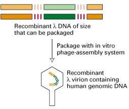 Constructing DNA Libraries in bacteriophage λ vector