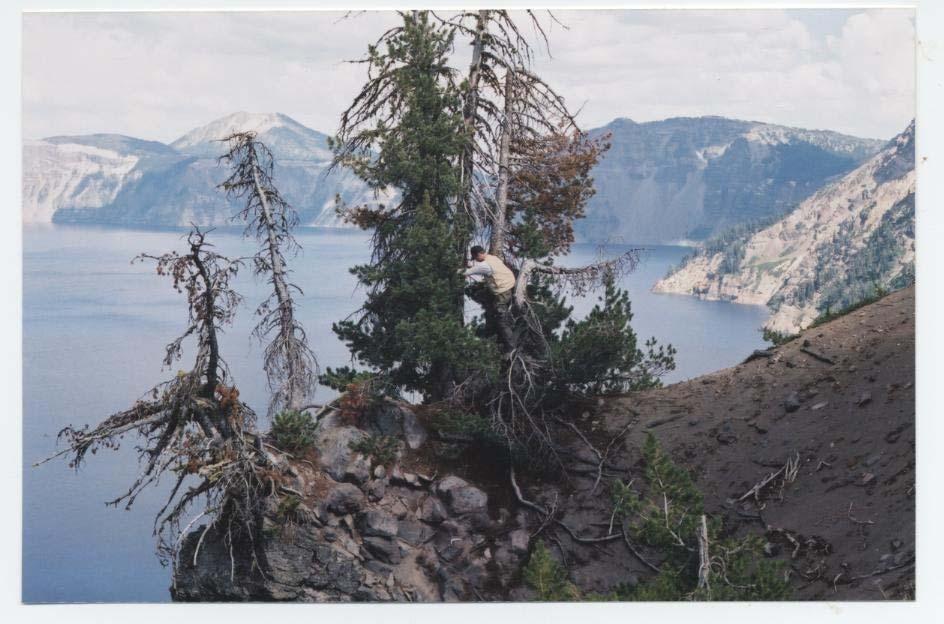 Ecology of whitebark pine in the Pacific Northwest Gregory J.