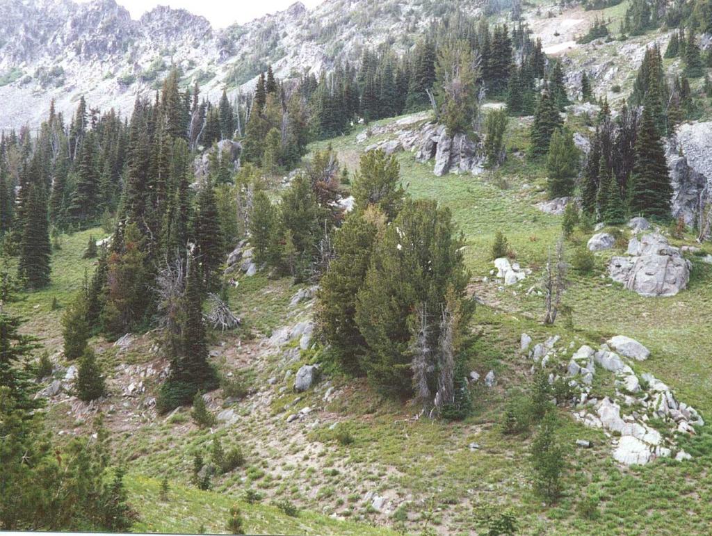 Whitebark Pine Ecology-Succession Eastern Cascade subalpine zone Seral species, often found on drier