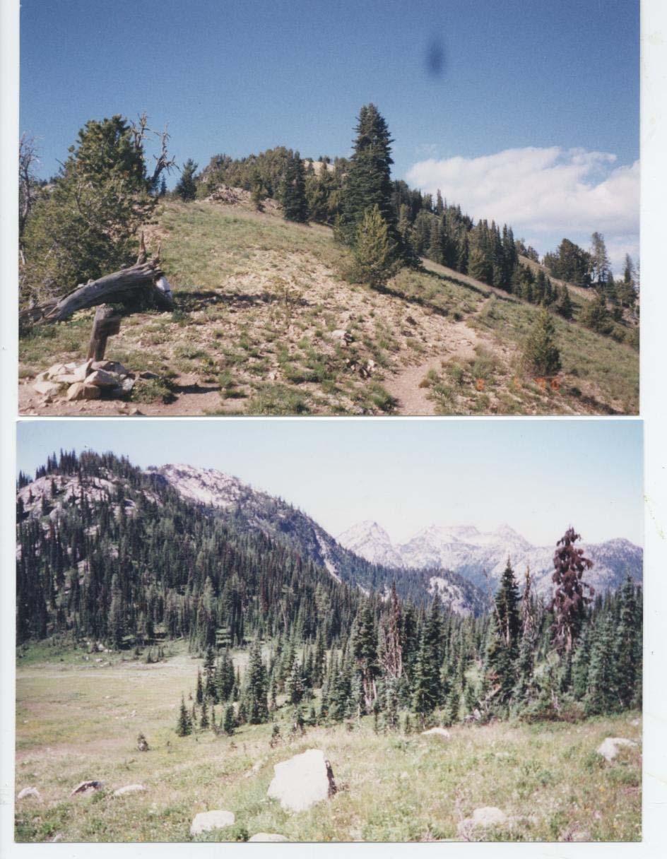 Whitebark pine Ecology WA and Landforms WA-Topography Ridges, and drier exposures more whitebark pine South and