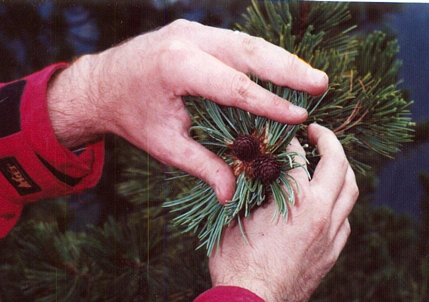 American stone pine 5-needle pine, indehiscent