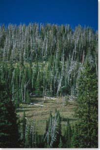 Threats to whitebark pine?