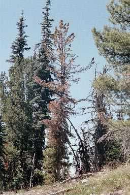 Average Cones/Tree North Cascades 2000 Mount Rainier 1997 Healthy 1.26 1.4 Bole Infected 0.