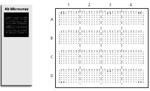 Antibody Arrays The layout design of the BD Clontech Ab Microarray 380. The BD Clontech Ab Microarray 380 (#K1847-1) contains 378 monoclonal antibodies arrayed in a 32 x 24 grid.