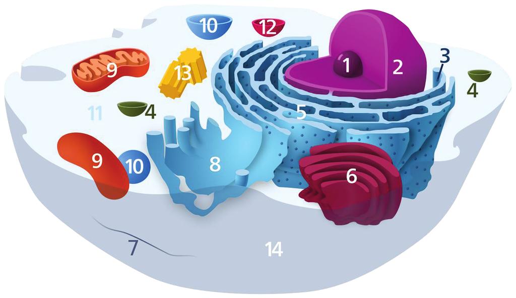 Slika 1: Celica z organeli. 1. Jedrce, 2. Jedro, 3. Ribosom, 4. Vezikel, 5. Zrnati endoplazmatski retikulum, 6. Golgijev aparat, 7. Citoskelet, 8.