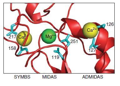 naj bi stik CD zanke rep β domene in vijačnice α7 domene βi rezultiral v aktivaciji integrina. Vendar je ta stik zelo majhen in tak stik ni bil opažen pri preučevanju αiibβ3 ali αxβ2 struktur.