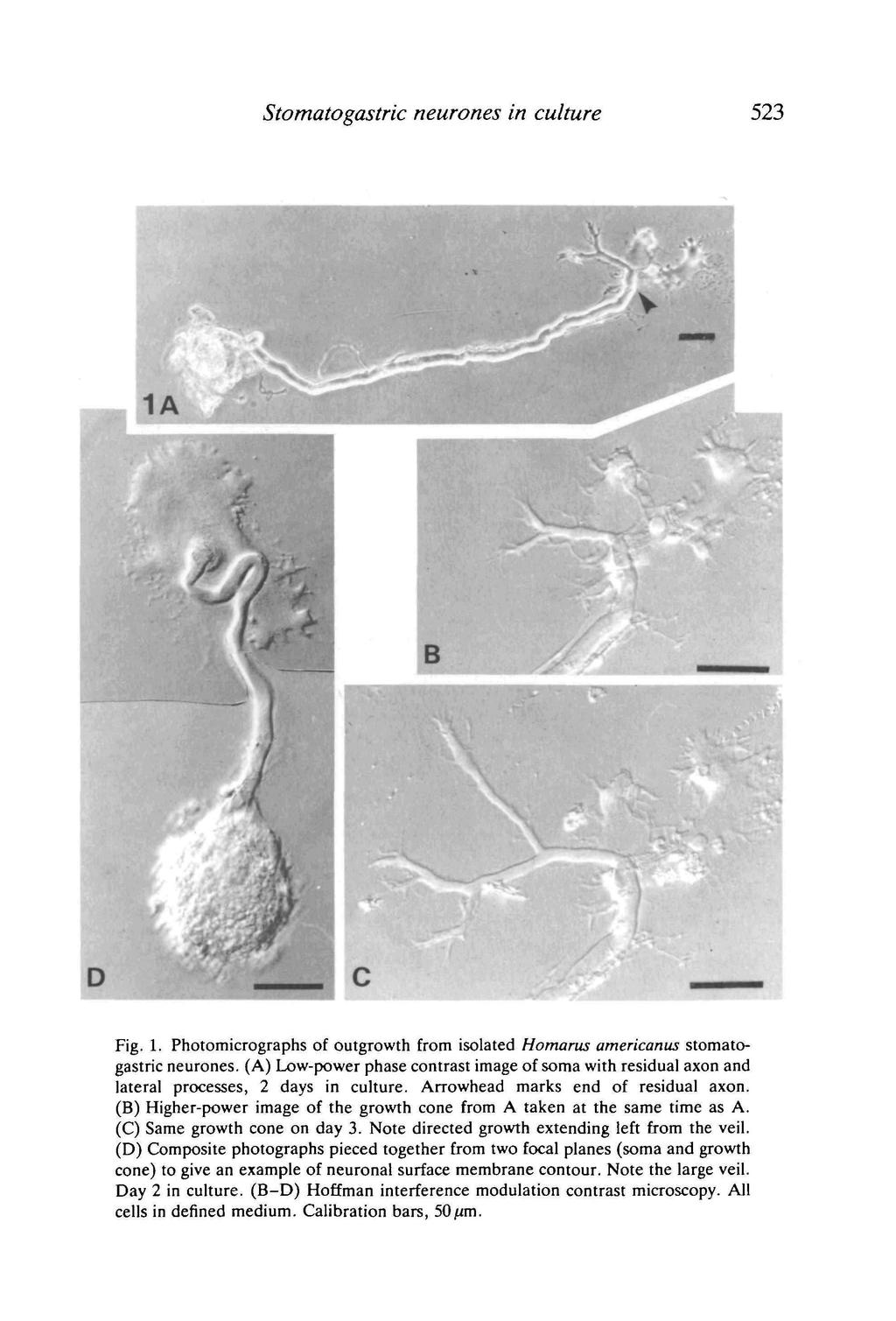 Stomatogastric neurones in culture 523 Fig. 1. Photomicrographs of outgrowth from isolated Homarus americanus stomatogastric neurones.