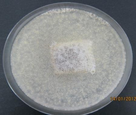 Bacteria grow on cotton cloth Antifungal Activity-aspergillus Niger SmartCoat