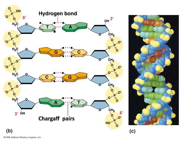 Hydrogen bonds & structural complementarity between purines and pyrimidines are the key to the 1) double helical (double polymer) structure of DNA 2) faithful replication of