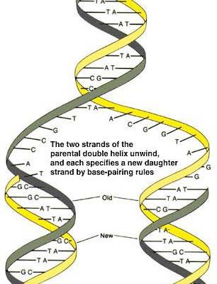 Semi-conservative DNA replication: 1. The parental strands of the DNA double helix separate 2. Each parental strand serves as template for the synthesis of a complementary copy 3.
