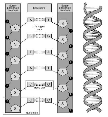 3 end 5 end 3-D 2-D look at DNA: