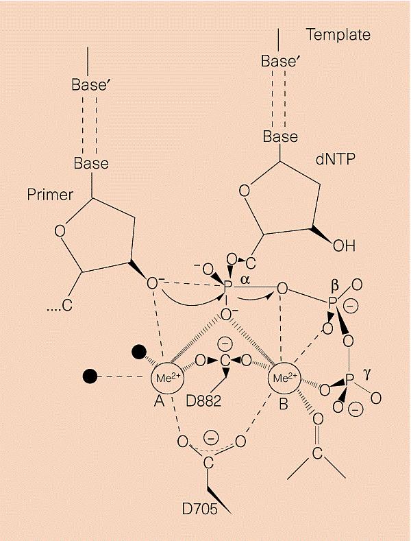 active site of DNA polymerase showing mechanisms listed previously --