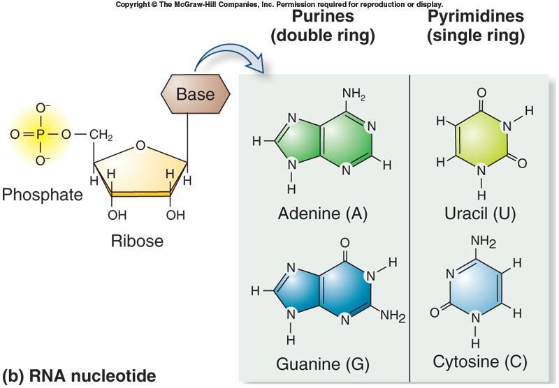 RNA 3 components Phosphate group Pentose sugar Ribose Nitrogenous base
