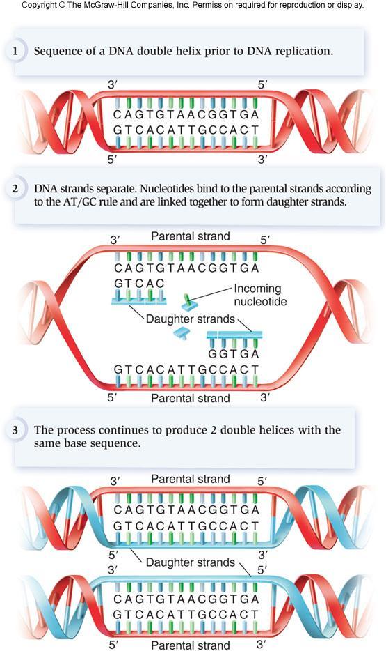 During replication 2 parental strands separate and serve as template strands New nucleotides