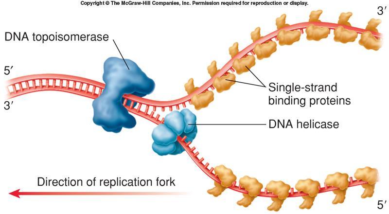 DNA helicase Binds to DNA and travels 5 to 3 using ATP to separate strand and move fork forward DNA topoisomerase Relives