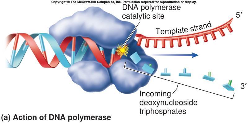 DNA polymerase Covalently links