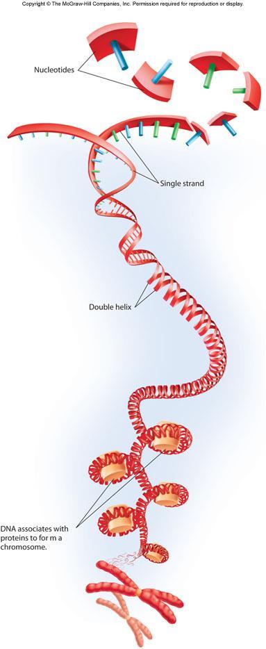 Levels of DNA structure 1. Nucleotides are the building blocks of DNA (and RNA). 2. A strand of DNA (or RNA) 3. Two strands form a double helix. 4.