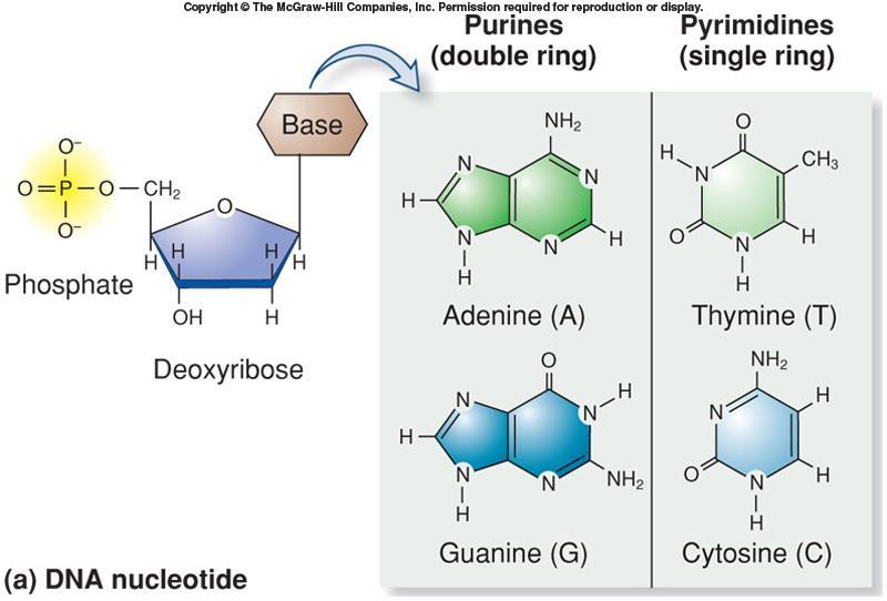 DNA 3 components Phosphate group Pentose sugar Deoxyribose Nitrogenous