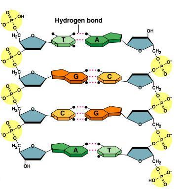 Bonding in DNA hydrogen 5