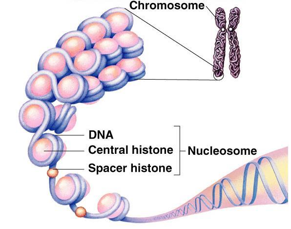 Genes are on chromosomes T.H.
