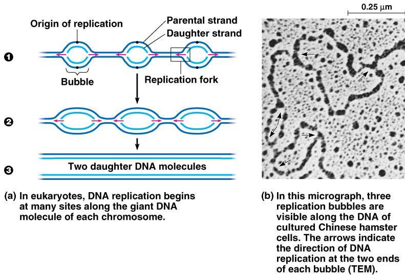 DNA Replication Large team of