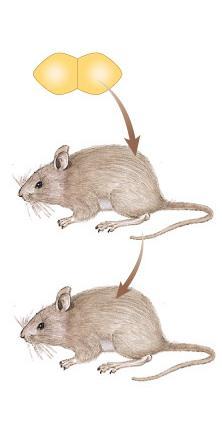 mice die mice live mice live mice die Transformation?