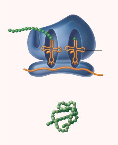 Ribosome (rrn+protein Translation of RN Protein trn mrn Micro RN, interfering RN, antisense