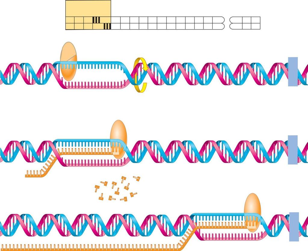 Figure 9.11 Major Events in Transcription 1 2 3 Each gene contains a specific promoter region and a leader sequence for guiding the beginning of transcription.