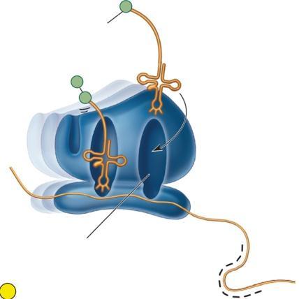 formed Proline Peptide bond 2 2 First translocation: