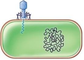 27 (1) Prophage within the bacterial chromosome