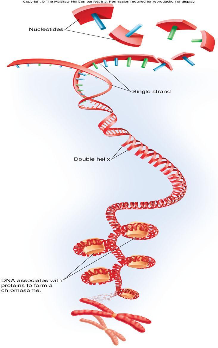 Levels of DNA structure 1. Nucleotides are the building blocks of DNA (and RNA). 2. A strand of DNA (or RNA) 3. Two strands form a double helix. 4.