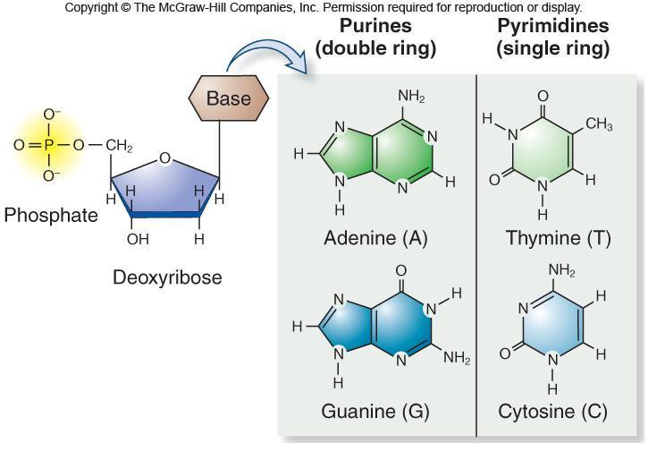 DNA 3 components Phosphate group Pentose sugar Deoxyribose Nitrogenous