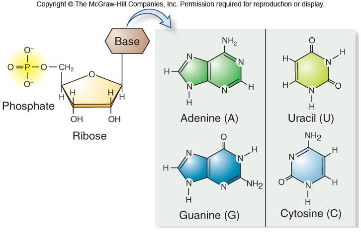 RNA 3 components Phosphate group Pentose sugar Ribose Nitrogenous base