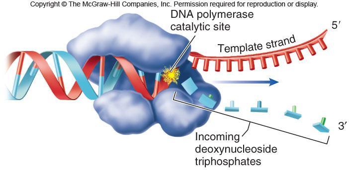DNA polymerase Covalently links