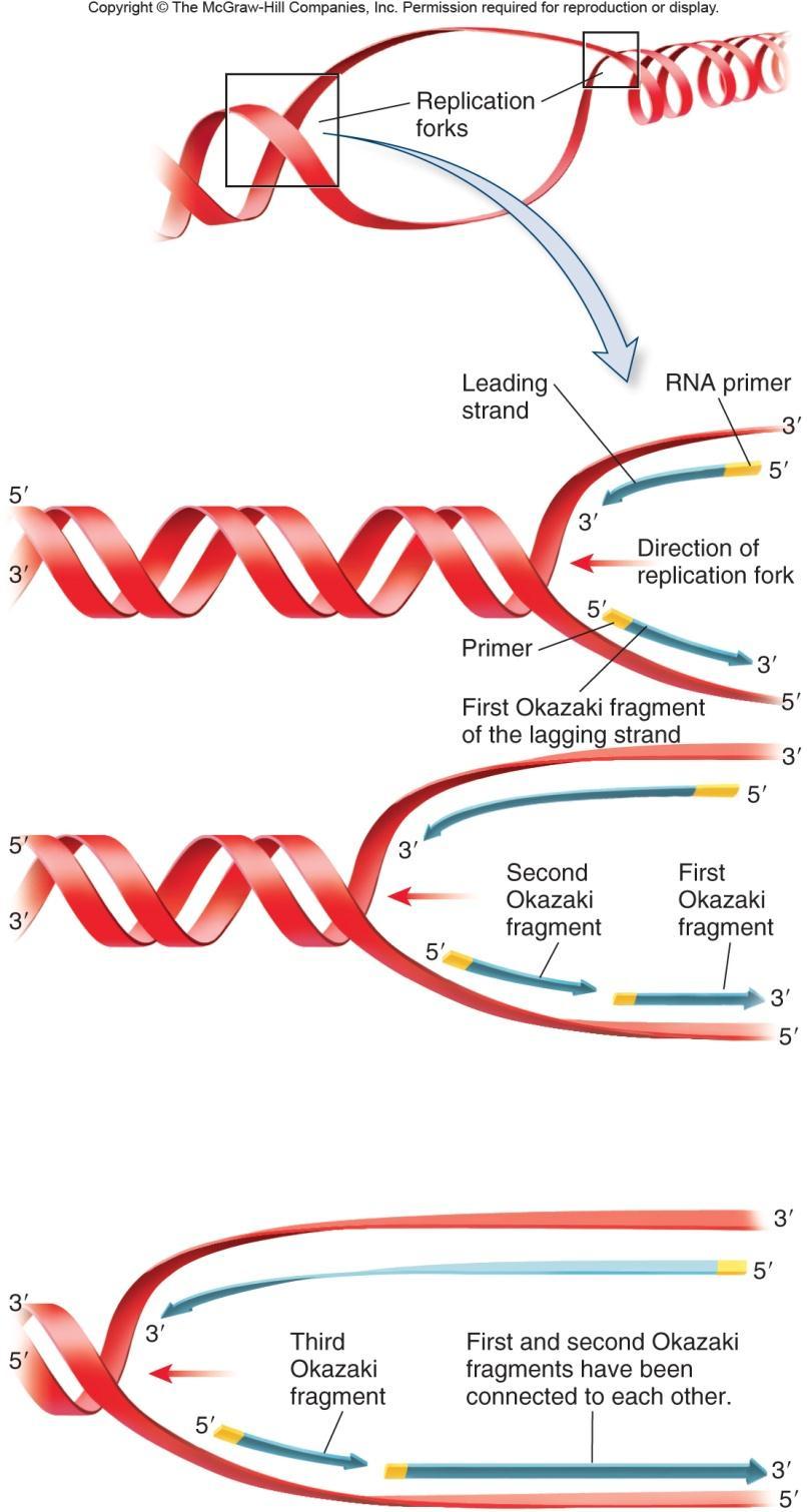 In the lagging strand Okazaki fragments a short RNA primer made by DNA primase at the 5 end and then DNA laid down by DNA