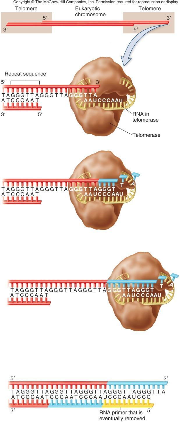 Progressive shortening of telomeres correlated with cellular senescence Telomerase function