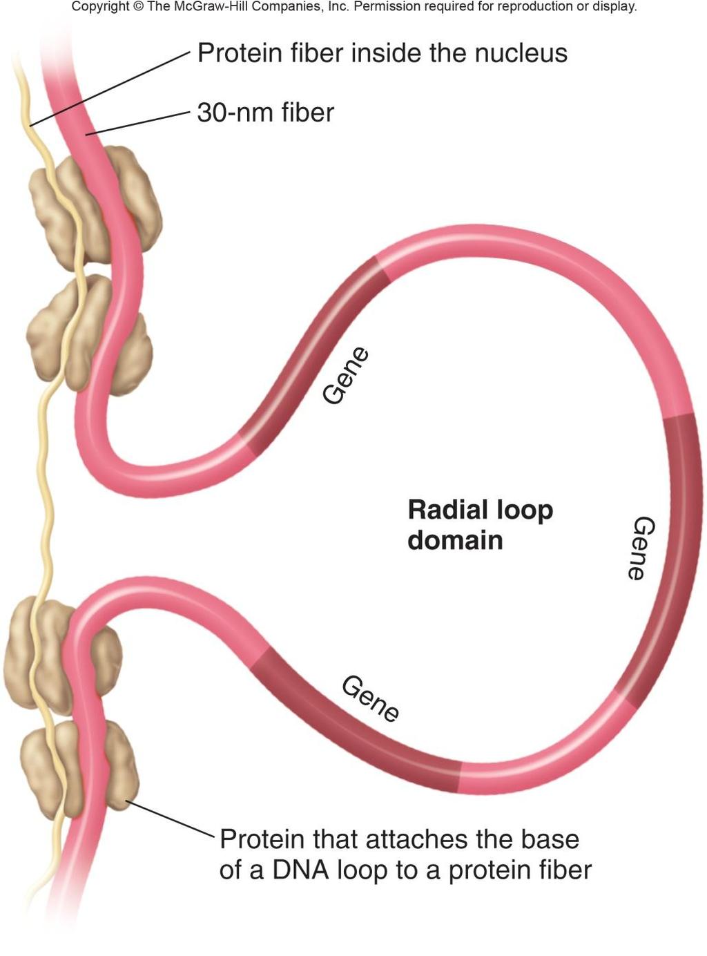 3. Radial loop domains Interaction between 30-nm fibers and nuclear matrix Each chromosome located