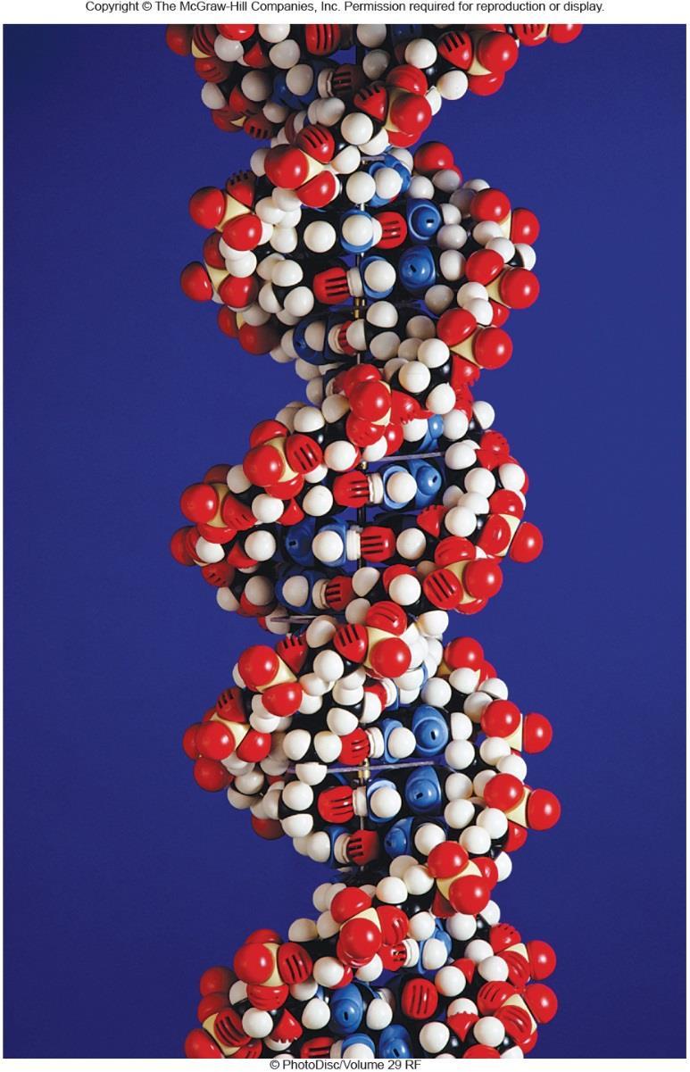 DNA: The Genetic