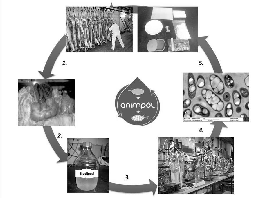 The ANIMPOL PHA Process The production cycle starts from lipid-rich animal processing waste(1.), transesterification of the lipids towards convertible carbon sources (SFAE and CGP) (2.