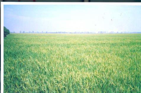 SA AW (rain-fed) WS SA (irrigated) Triple rice crop WS SA - AW Main rice-based