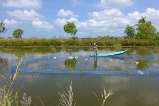 The USAID Mekong ARCC project worked with Thuan Hoa pilot farmers during 2014-15 to improve the climate resilience of the rice-shrimp rotational system.