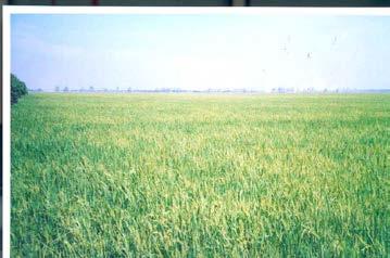 SA AW (rain-fed) WS SA (irrigated) Triple rice crop WS SA - AW Main rice-based