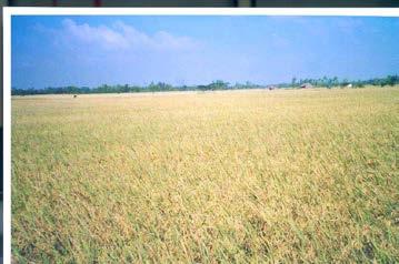 growing stages Rice crop Planting Harvesting English name Local name Winter