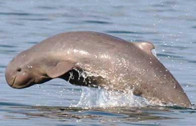 Critically Endangered Species: the Irrawaddy dolphin WWF 2011 survey Irrawaddy dolphin population in the Mekong