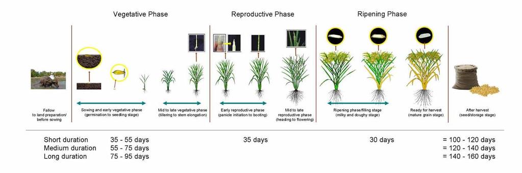 Key rice phenological stages where water shortage is critical The rice varieties grown in Southeast Asia are highly