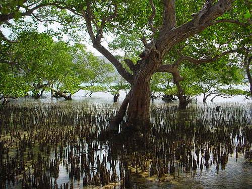 What Are the Impacts? ECOLOGICAL IMPACT Mangroves remove significant amounts of carbon from the atmosphere.
