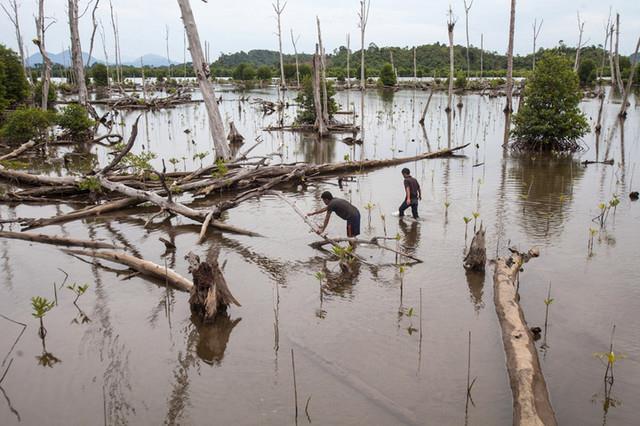 HUMAN HEALTH IMPACT Mangroves protect human lives by absorbing the impacts of waves, tsunamis, storm surges, and floods.