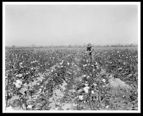 1932 Irrigated agriculture receives reclaimed