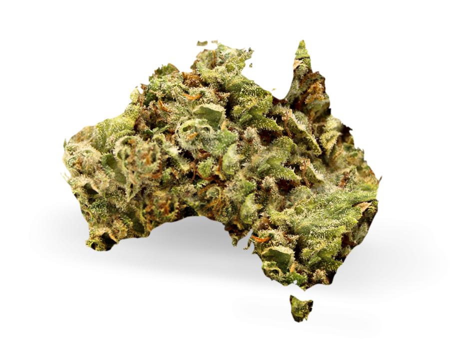 Distribution Recently received both a cultivation and a research license A 50/50 joint venture that will serve as the hub for Australia, New Zealand, and South East Asia STRATEGIC PRIORITIES Campus